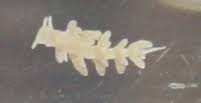 montipora eating nudibranch.jpg