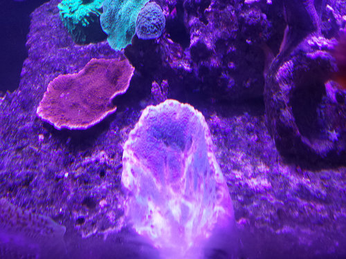 presvetleny-koral-2.jpg