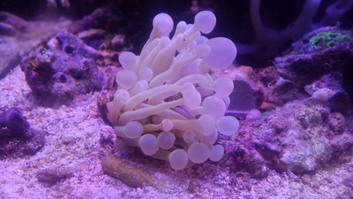 koral.jpg