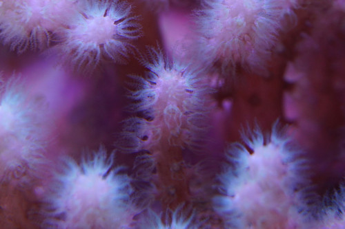 koral1.jpg