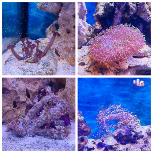 korale 1.jpg