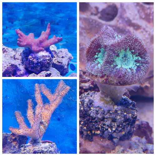 korale 2.jpg